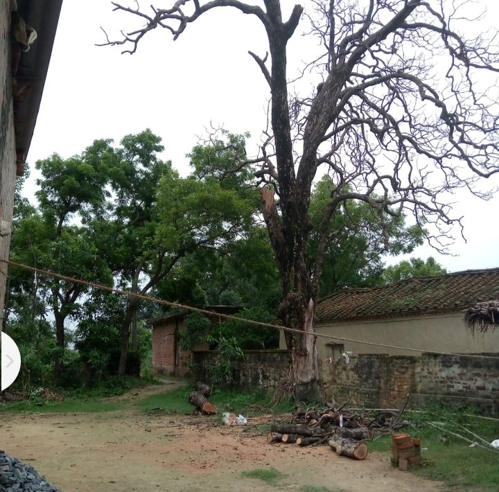 IndianCouncilO3's tweet photo. @PMOIndia
@rashtrapatibhvn
@moefcc
 @myogiadityanath 
@CMOfficeUP
@KPMalik_BJP
@ChiefSecyUP 
@UpfcForest
@UpforestUp
@UPGovt 
@dgpup 
@Uppolice @igrangeayodhya @ambedkarnagrpol @AmbedkarnagarDM

अम्बेडकर नगर जिले के अहिरौली थाना क्षेत्र अंतर्गत ग्राम चाचिक पुर तहसील भीटी में सूखा पेड़ को काटने नहीं दे रहे हैं विपक्षी।

पेड़ ना कटने पर हो सकता है बड़ी अन्होनी...

जनहानि, धनहानि...

पीड़ित के चहारदिवारी के अंदर है सूखा पेड़...?

वन विभाग एवं पुलिस विभाग से अनुरोध है कि पेड़ कटवाने में मदद करें ताकि जनहानि से बचा जा सके।