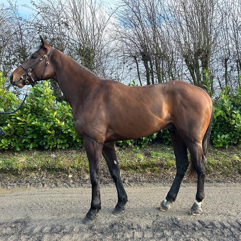 💥OUR NEXT BRAVE EMPEROR!?💥 Privately purchased from @bloodst_aguiar, the same team we sourced Brave Emperor from, this son of the wildly exciting SERGEI PROKOFIEV comes highly recommended and will join @Archie_Watson. JUST 20% REMAINS Share Details 👉bit.ly/42LoAcY
