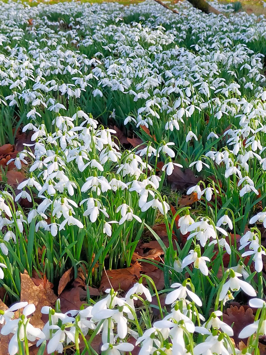 Join us this weekend for our final Snowdrop Festival event that offers you the opportunity to meet our gardening team, plant snowdrops in our Nature Trail and take in the beauty of spring with the many carpets of snowdrops that feature across our grounds. Open from 10am - 3pm.