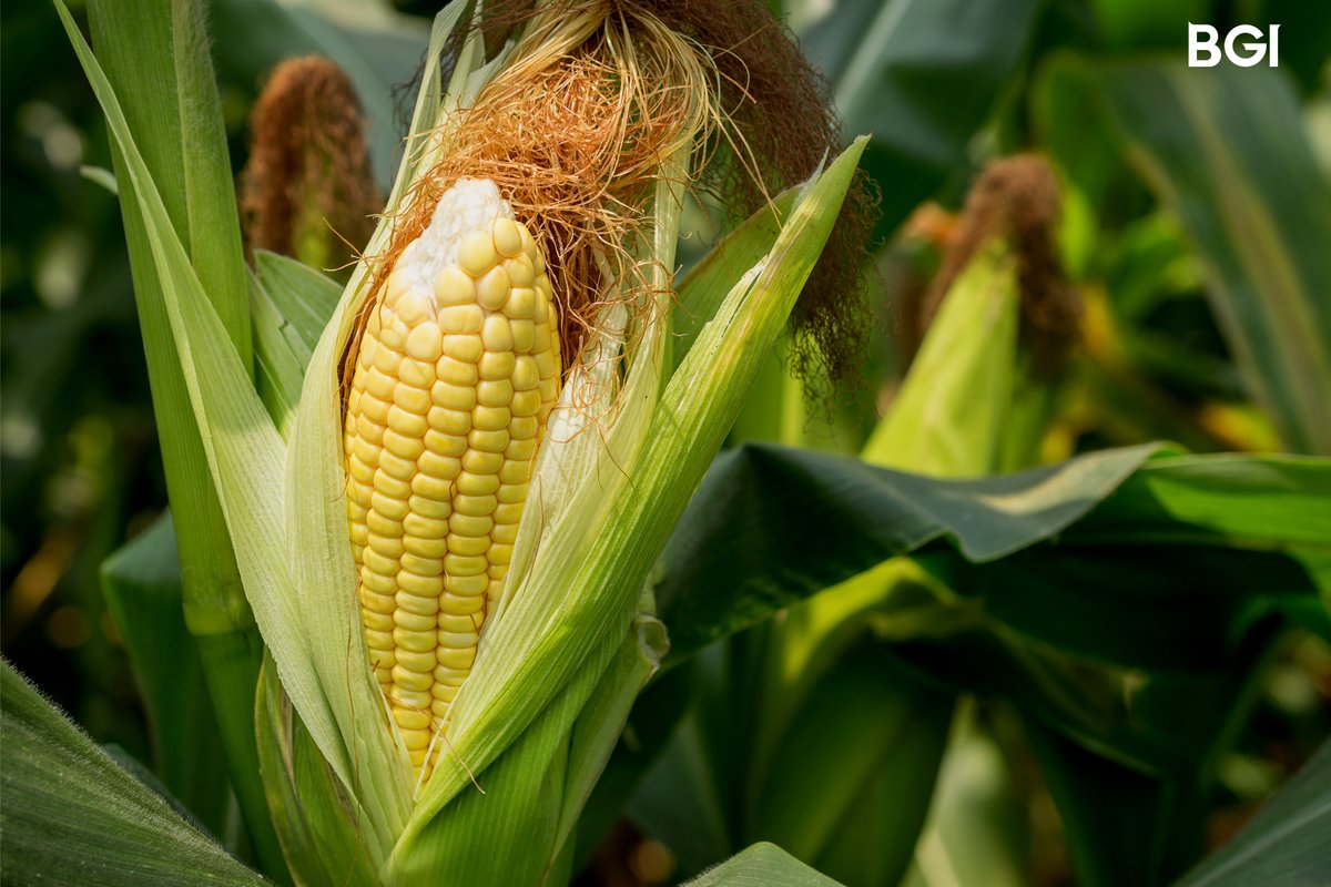 BGI Group tweet media