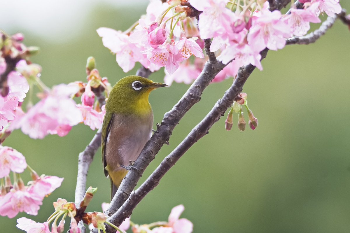 1204Cloud's tweet photo. 河津桜が満開に🌸
ぎょぎょランドで、桜ジロー https://t.co/DXLlxVRCVe