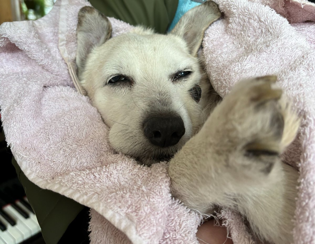 Hilde Van Mieghem tweet media