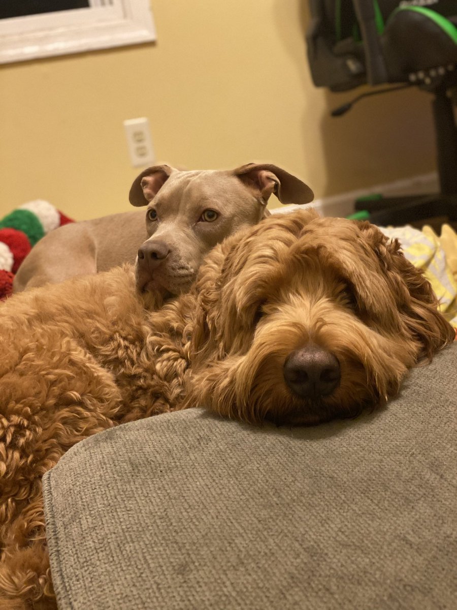 Happy National Pet Day! Mazie and Sully! <a href="/nbcwashington/">NBC4 Washington</a> <a href="/JummyNBC/">Jummy Olabanji</a>