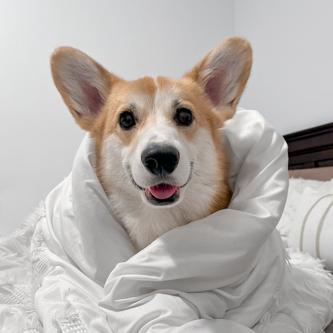 Is Monday over yet 🐕
#cutedog #corgi #dogsofcanada #sleepydog