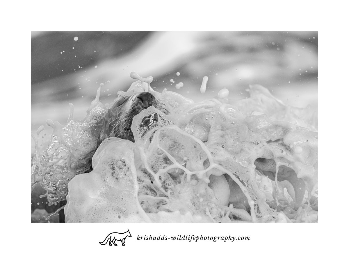 Splash. #GreySeal #seal #wildlife #wildlifephotography #BBCWildlifePOTD @CanonUKandIE @BBCEarth