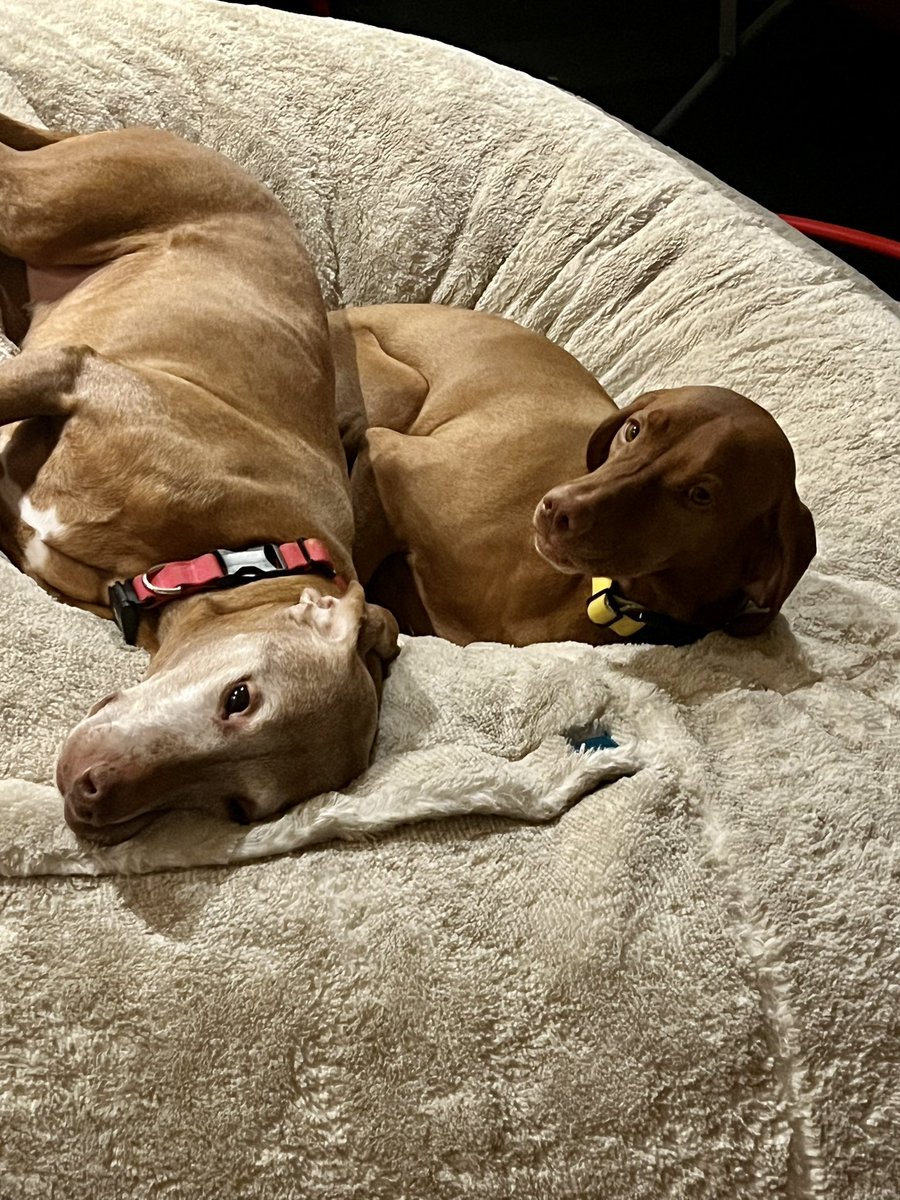 werrunners's tweet image. Toree and Iris still sleepy this morning! @nbcwashington @ChuckBell4 @JummyNBC