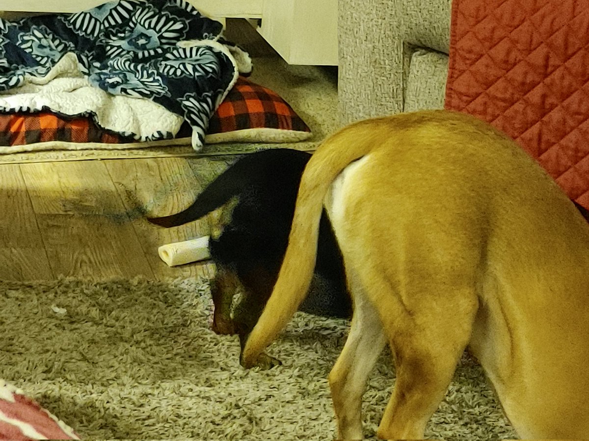 MyDivaDachshund's tweet photo. @Sydneyhound I would recognize the backside of a Dachshund anytime anyplace. Good morning Sydney #MeMollyMerlin https://t.co/BJMkjMS3I9