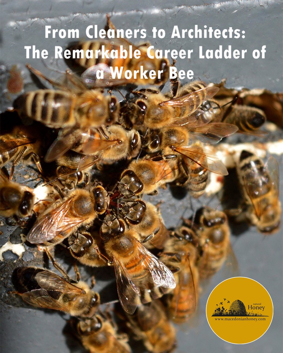 #BeeTheHope - sharing facts about bees and their life, that we hope will impact your everyday life.
Worker bees are the tiny powerhouses of the hive, responsible for keeping everything running smoothly.
PART 1 - Multitasking Masters:
1/4