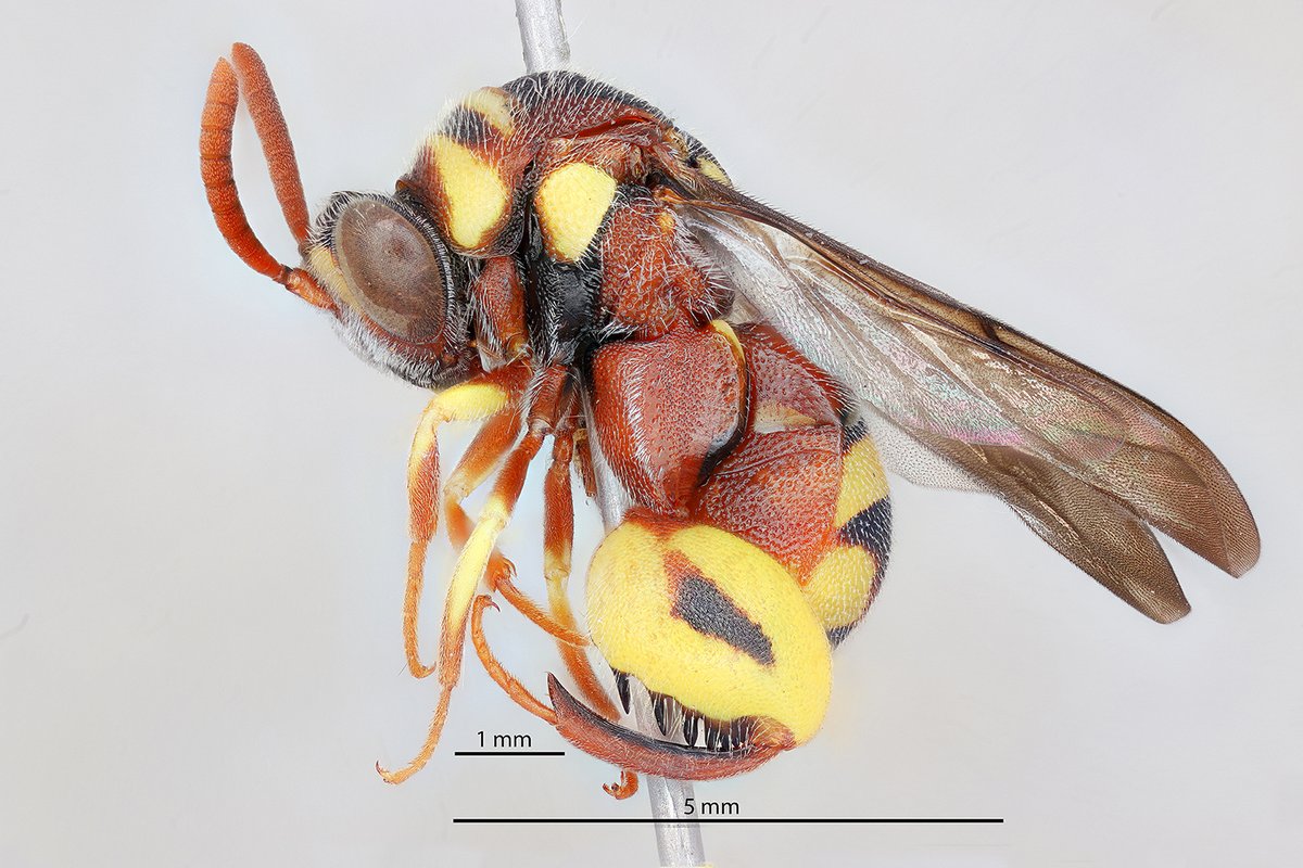 Our #insectoftheweek is #Leucospis sp., an intriguing genus of (mostly) large, colourful #wasps, known for its  inflated hind coxae and femora, equipped with impressive femoral teeth 🙏 <a href="/Sida/">Sida</a>