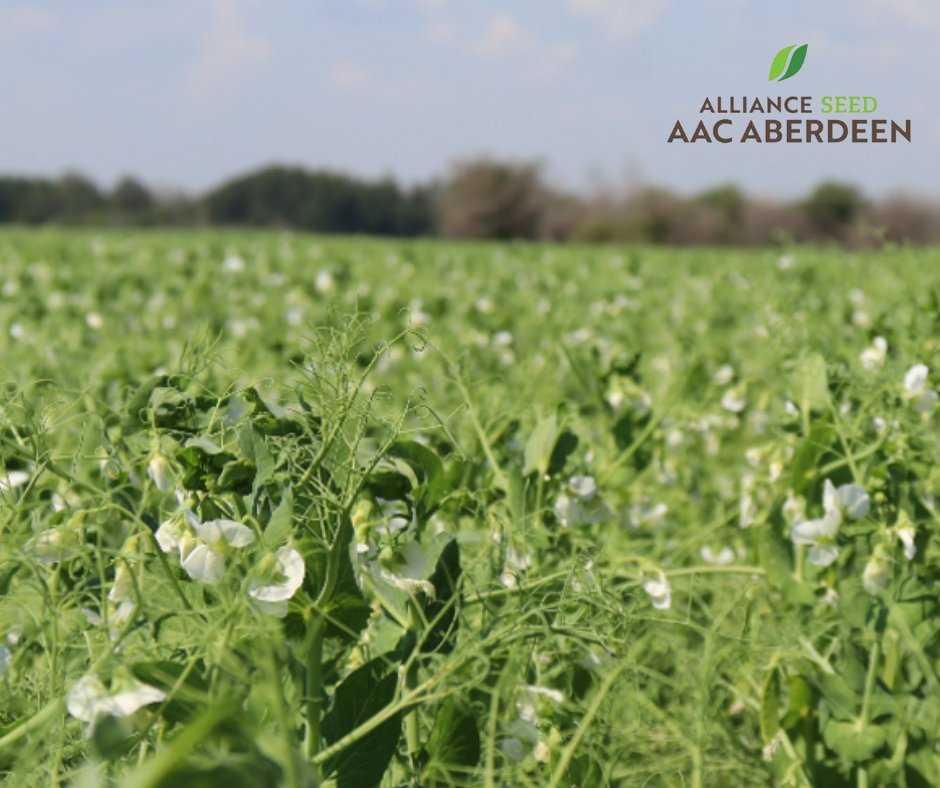 Are you looking for a yellow pea variety that stands well and yields? AAC Aberdeen, has you covered. #EverySeedStartsAStory #AACAberdeen