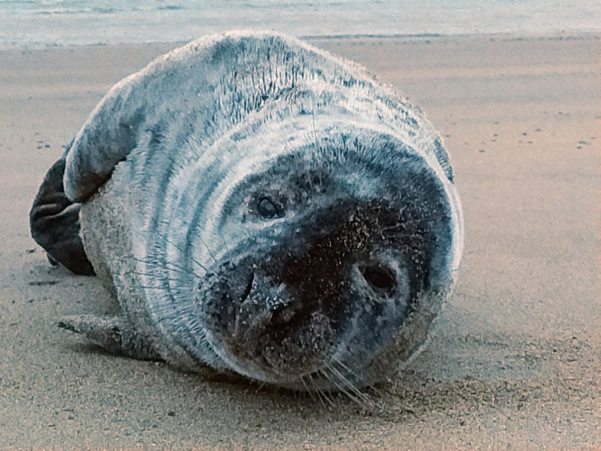 #Northumberland #Nature Grey seal pup about 3mths old