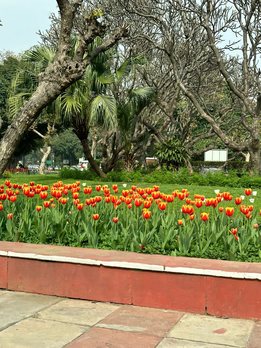 Kulpreetyadav's tweet image. Tulips in Delhi! #tulipfestival #Delhispring #ShantiPath
