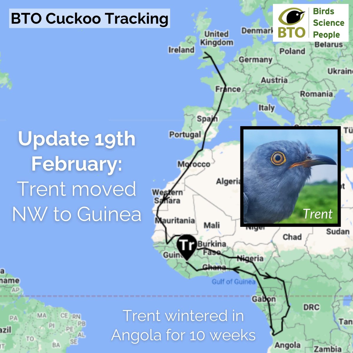 They’re on their way! Our satellite-tagged Cuckoos are heading to West Africa to fuel up before their epic Sahara crossings. Worcestershire Cuckoo Trent is already in Guinea! Track their progress & sponsor a Cuckoo to help us investigate their declines👉bto.org/cuckoos