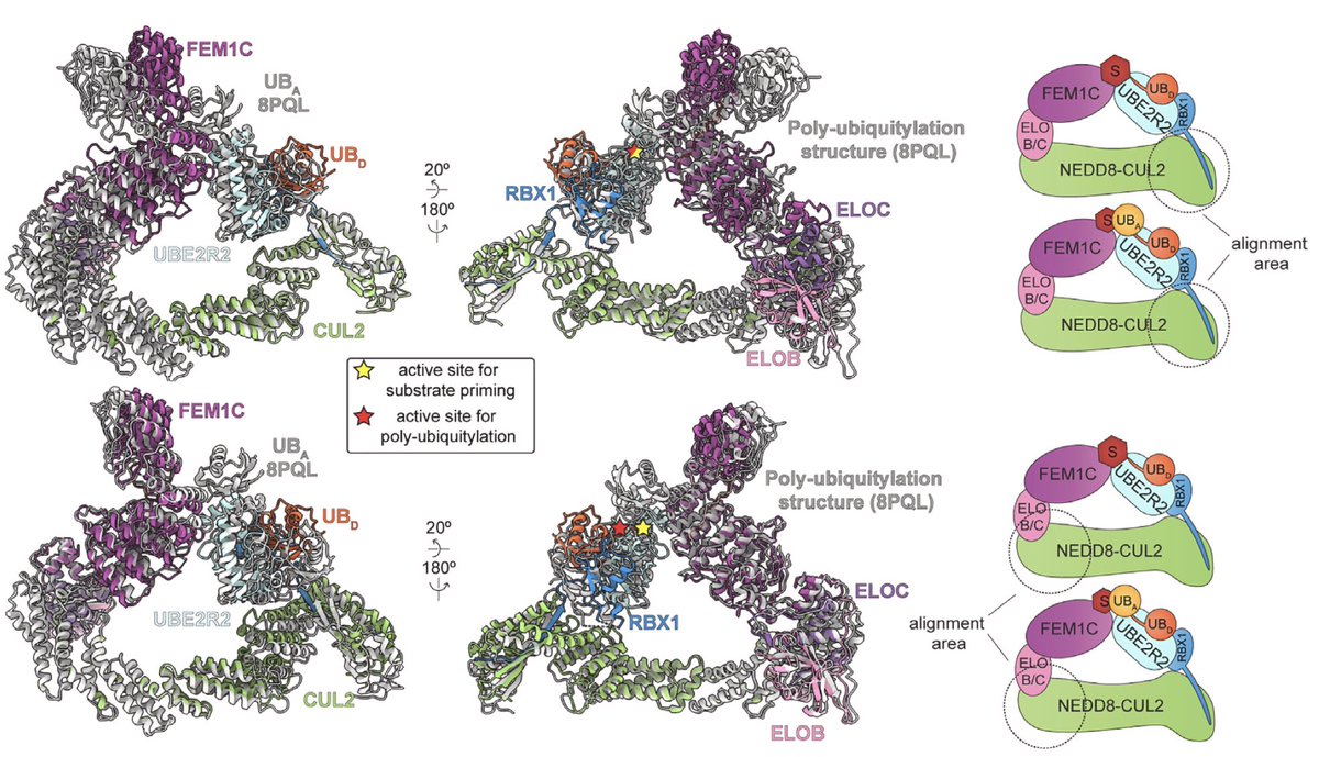bit.ly/3I4ZpZd The biochemical complexity of the (range of) ubiquitin transfer reactions is just insane. Here is a new and generalizable approach, sure to useful to the PROTAC industry. From the Schulman group and Gary “The Governor” Kleiger Munich-Las Vegas axis