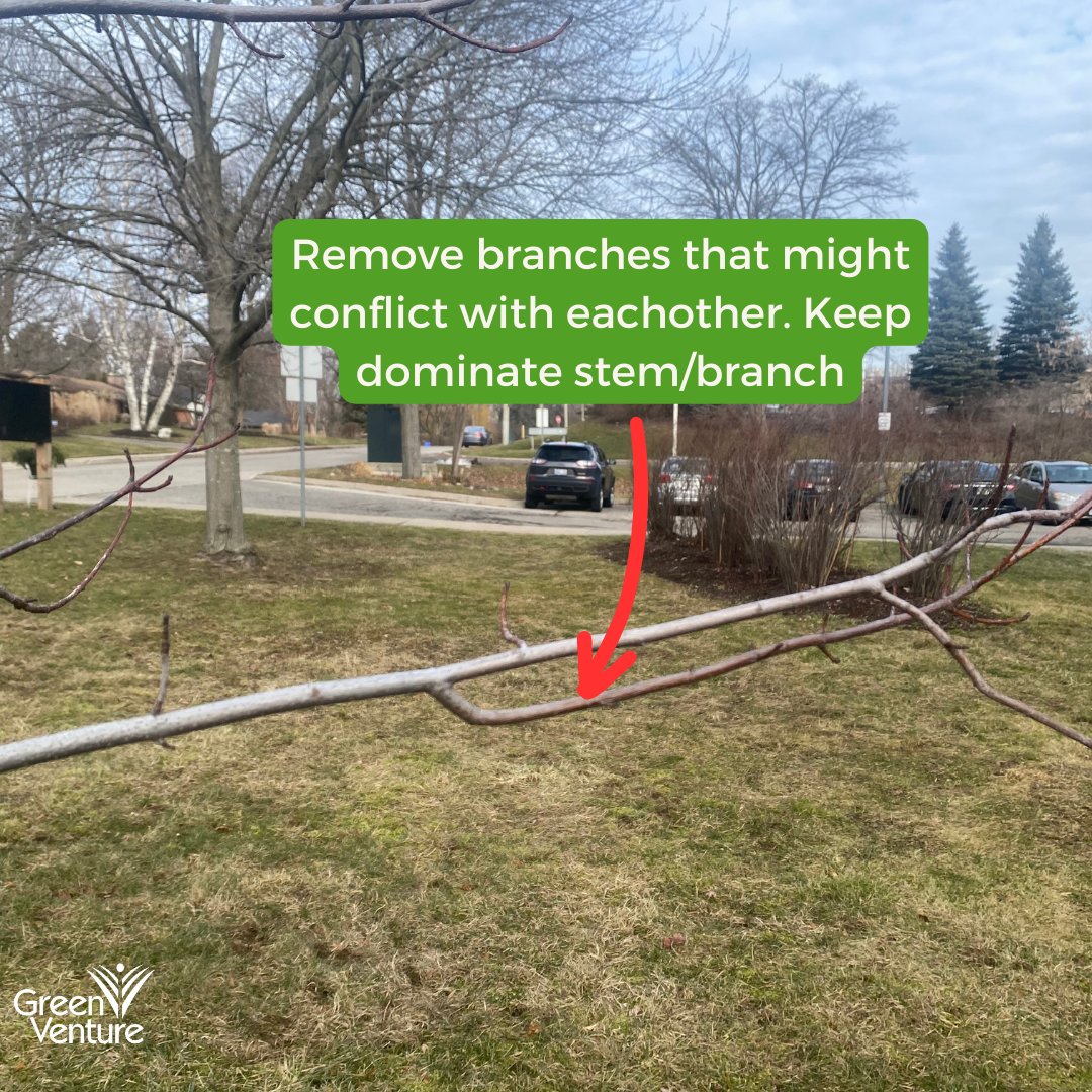 Green_Venture's tweet image. Earlier this month, our Green Venture staff visited 6 CityHousing Hamilton properties to prune and maintain over 15 trees!

Proper pruning is crucial for developing a tree with a robust structure and desirable form. 

#TreeCare #PruningTips #UrbanForest #NativeTrees #TreeTuesday