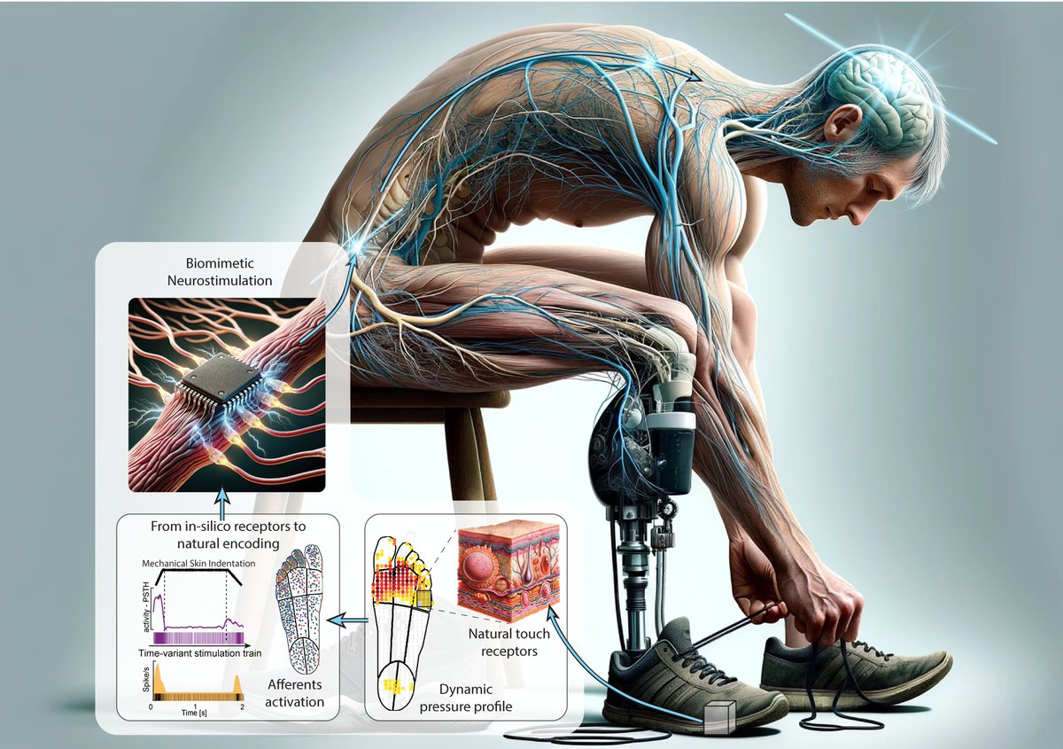 #Neuroprostheses often evoke unpleasant sensations, like tingles over the skin, failing to provide #natural sensations back to the brain 🧠  
Inspired by biology we designed a neuro-robotic #biomimetic #stimulation ⚡ to restore more naturalistic sensations than before 🧵