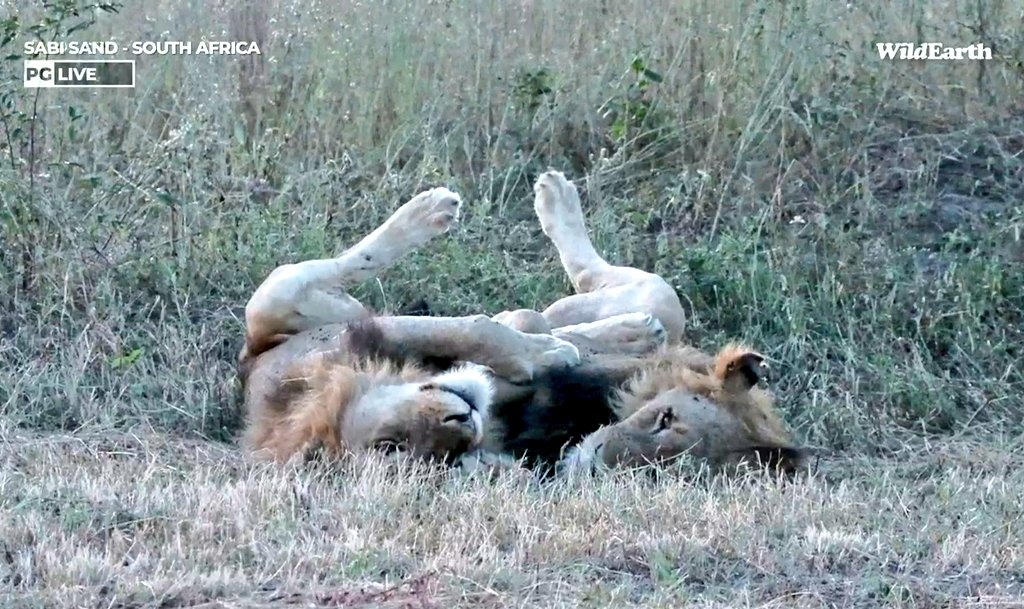 Cute, hard to believe they were once so tiny #wildearth