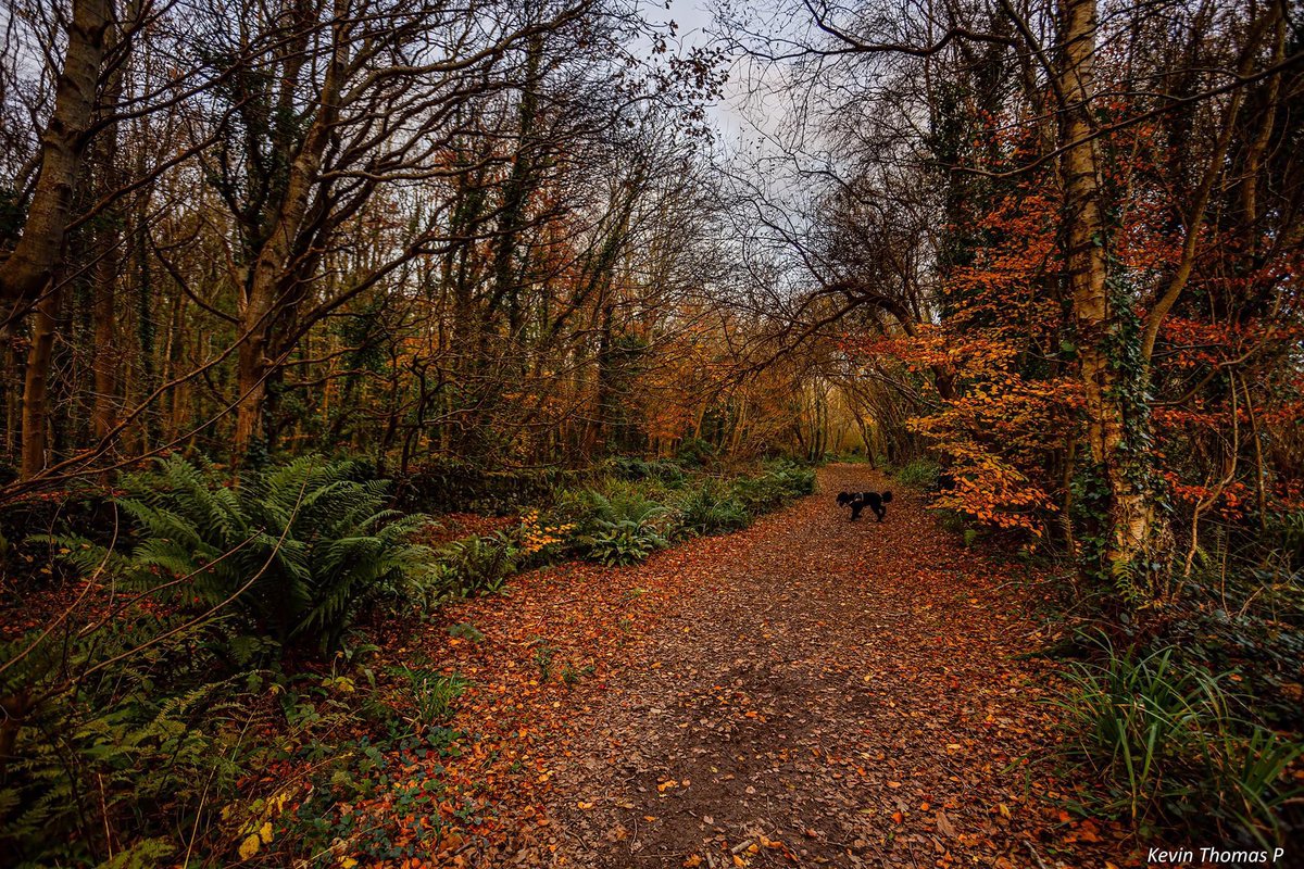 PenrhosSave's tweet photo. How could anyone contemplate destroying this to build 500 soulless holiday chalets a 900 space car park and an entertainment complex!   Penrhos is loved by the local
Community and visitors alike 
 📸taken by Shirley Blease, Kevin Thomas,Bernie Humpleby and Hilary Paterson-Jones https://t.co/5AmCD1shi5