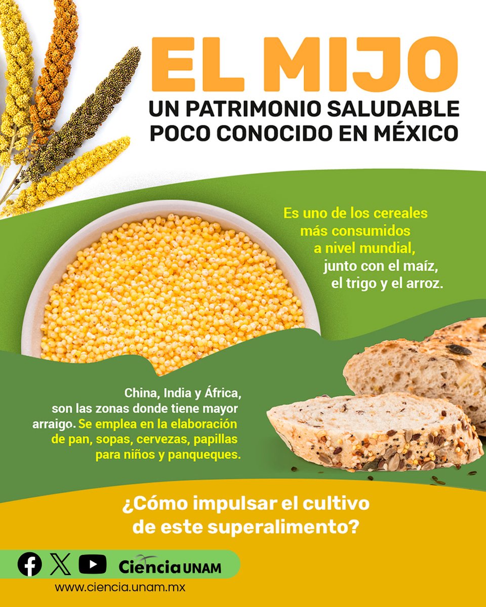 Ciencia_UNAM's tweet image. #UNAMirada a la ciencia nos explica más sobre El #mijo, sus características, usos, propiedades nutritivas y sustentables: bit.ly/3I2K0bY
Acá un especial sobre las opciones que tenemos para transitar hacia un sistema alimentario sustentable: 
bit.ly/3kJg9gz