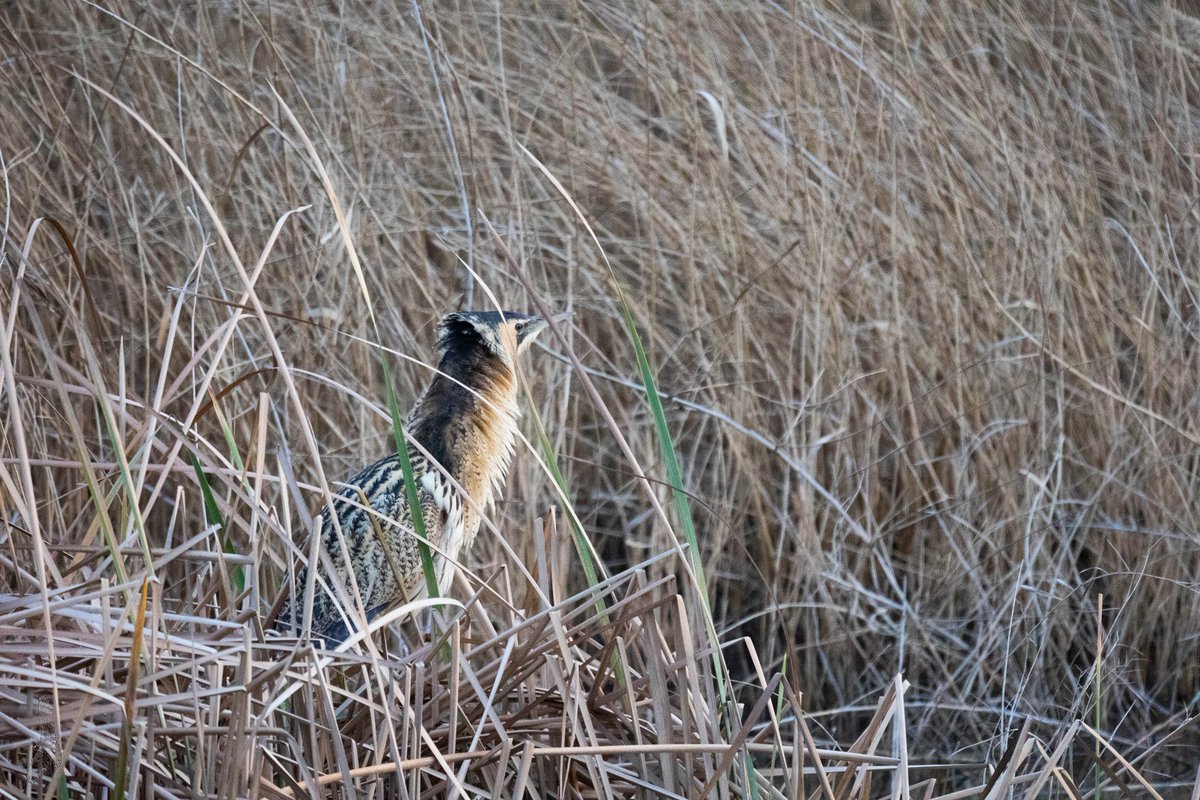 Bitó ( Botaurus) com un petit fantasma a la <a href="/reservanatsebes/">Reserva Natural de Sebes</a> amb companyia de <a href="/arnausc98/">Arnau Soler</a> i <a href="/AlexLiaez/">Alex Liañez</a> costa de beure però no costa gaudir-lo...