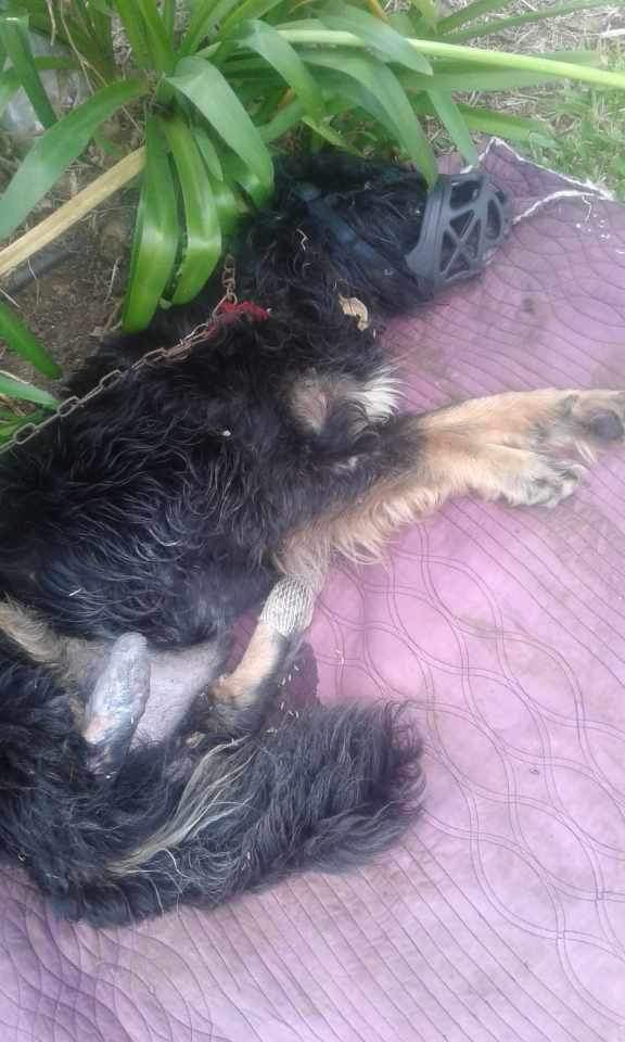 Con la patas cortadas y bozal apareció este perrito! No hay palabras pero antes de indignaron preferimos actuar! 
Necesitamos traslado ya mismo desde Canope 4046 entre belloni y extrella polar es en puntas de manga hasta ucil en el barrio peńarol 🙏