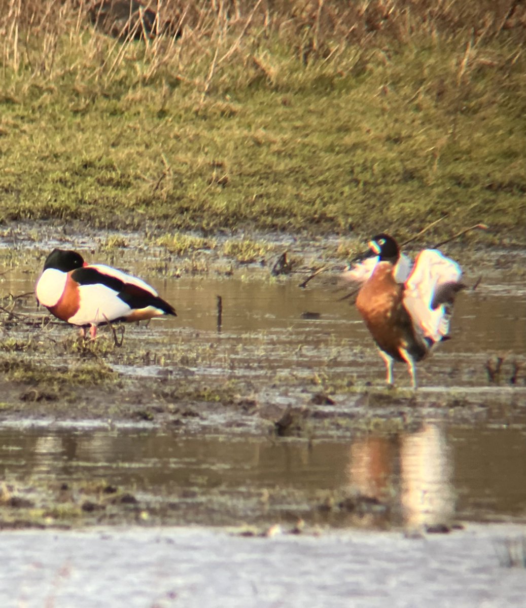 BranstonBirder tweet media