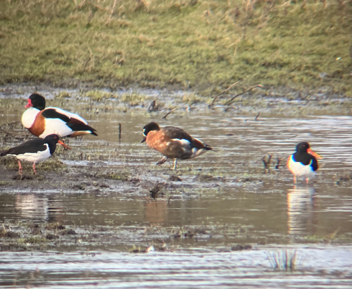 BranstonBirder tweet media