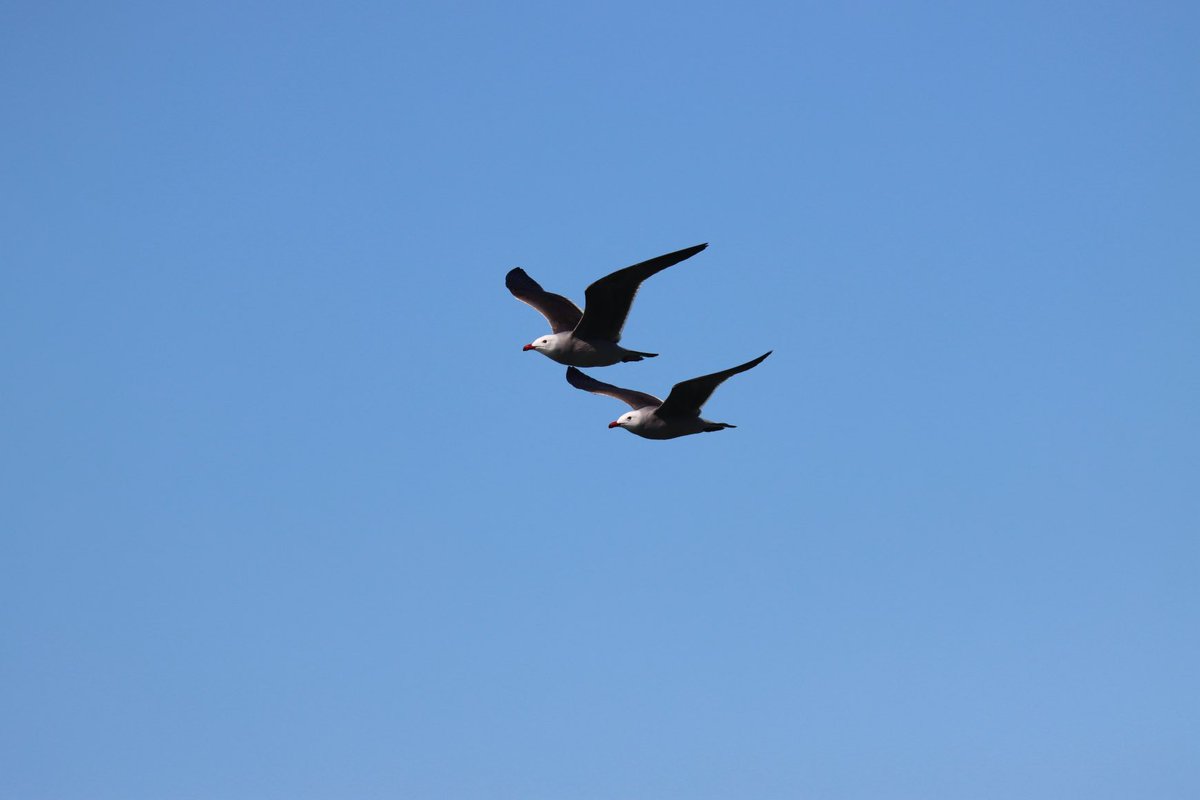 SherrieAustin1's tweet photo. #AlphabetChallenge #weekH is for #hermanns gull ….and #two for Tuesday #bif https://t.co/DMuZCiikEe