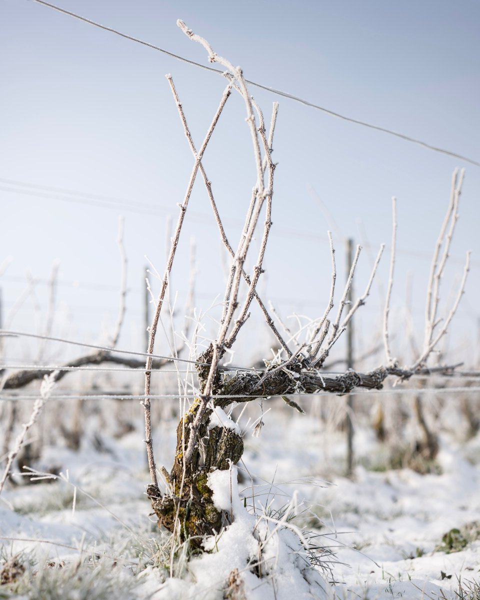 Winter's hushed serenity blankets the vineyards, a timeless pause allowing nature to rejuvenate. #MaisonMumm #Winter PLEASE DRINK RESPONSIBLY  Please only share our posts with those who are of legal drinking age.