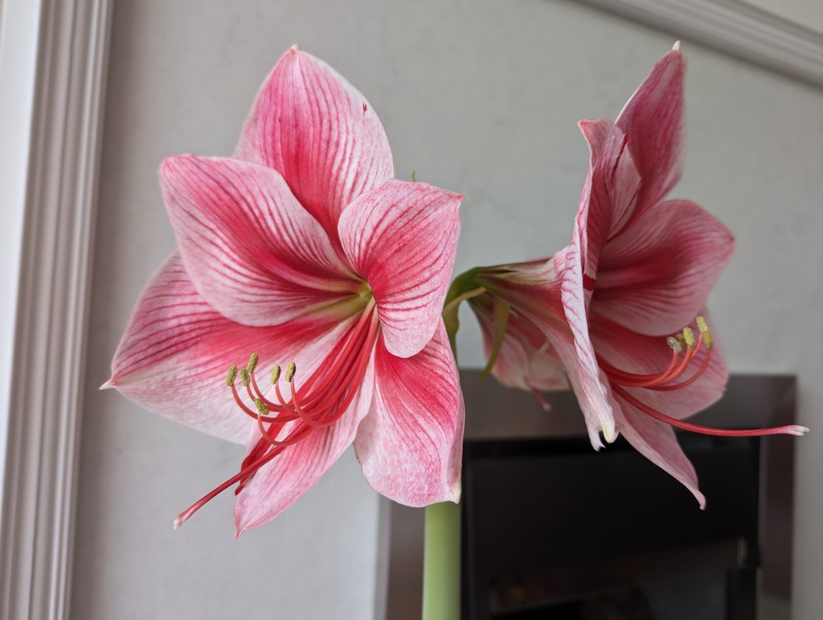 They're big, they're blousy, but they're SO cheerful! 😊 Amaryllis (Hippeastrum). What's not to love ❤️ This one is 'Pink Stripe' (surprise, surprise! 😂) from @taylorsbulbs