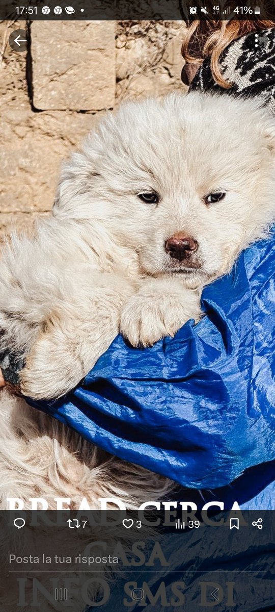 Basilicata arriva ovunque 3924995385 io ne ho uno mangiano tutto ma senza sale. Non rappresentano un peso per le finanze e sono i migliori guardiani IN CASA!!!!!!FANNO SCAPPARE I LADRI!!!!