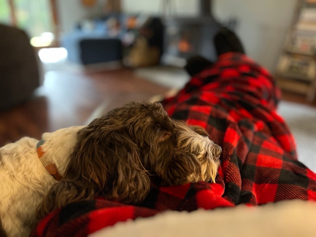 ForefrontComms's tweet photo. It's National Love Your Pet Day! Join #TeamForefront in taking a moment to appreciate the unconditional love and companionship our pets bring to our personal and professional lives. Here's to all the furry companions that make each day brighter. https://t.co/aK07PFq8Rm