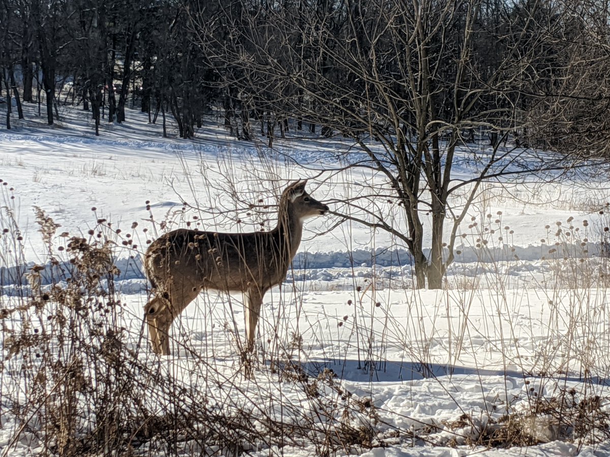 New publication available - Chronic Wasting Disease: State of the Science doi.org/10.3390/pathog…