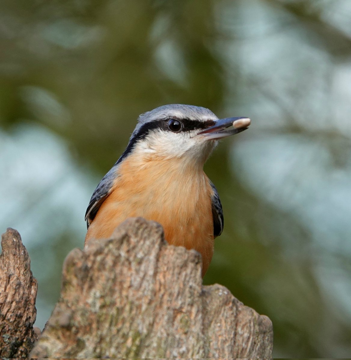 Nuthatch (sitta europaea) enjoying a free meal at Althorp today.
Conservation@althorp.com #wildbirds #woodlandbirds #NaturePhotography