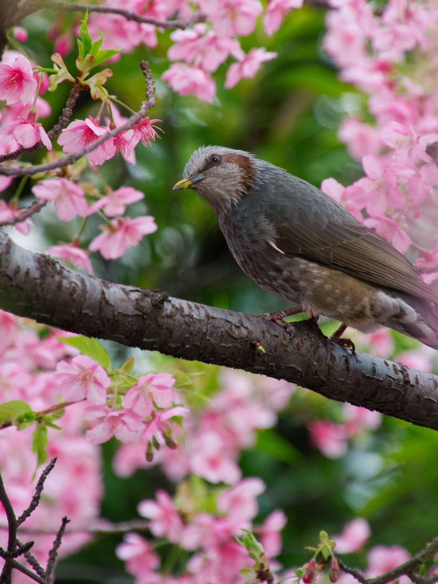 bpd_official's tweet photo. 今年は写真ばかり撮っている KAAL です。お台場では早咲きの桜（河津桜）が満開で、ヒヨドリが花の蜜を嬉しそうに吸っていました。クチバシに黄色い花粉がたくさんついてるの、カワイイね。

#桜 #桜2024 #お台場 #フジテレビ #お花写真 #ヒヨドリ #鳥写真 #河津桜 #桜開花 #東京 https://t.co/Ckue753iAH