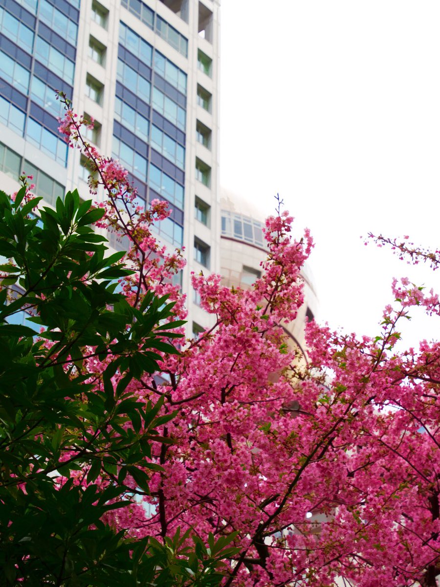 bpd_official's tweet photo. 今年は写真ばかり撮っている KAAL です。お台場では早咲きの桜（河津桜）が満開で、ヒヨドリが花の蜜を嬉しそうに吸っていました。クチバシに黄色い花粉がたくさんついてるの、カワイイね。

#桜 #桜2024 #お台場 #フジテレビ #お花写真 #ヒヨドリ #鳥写真 #河津桜 #桜開花 #東京 https://t.co/Ckue753iAH