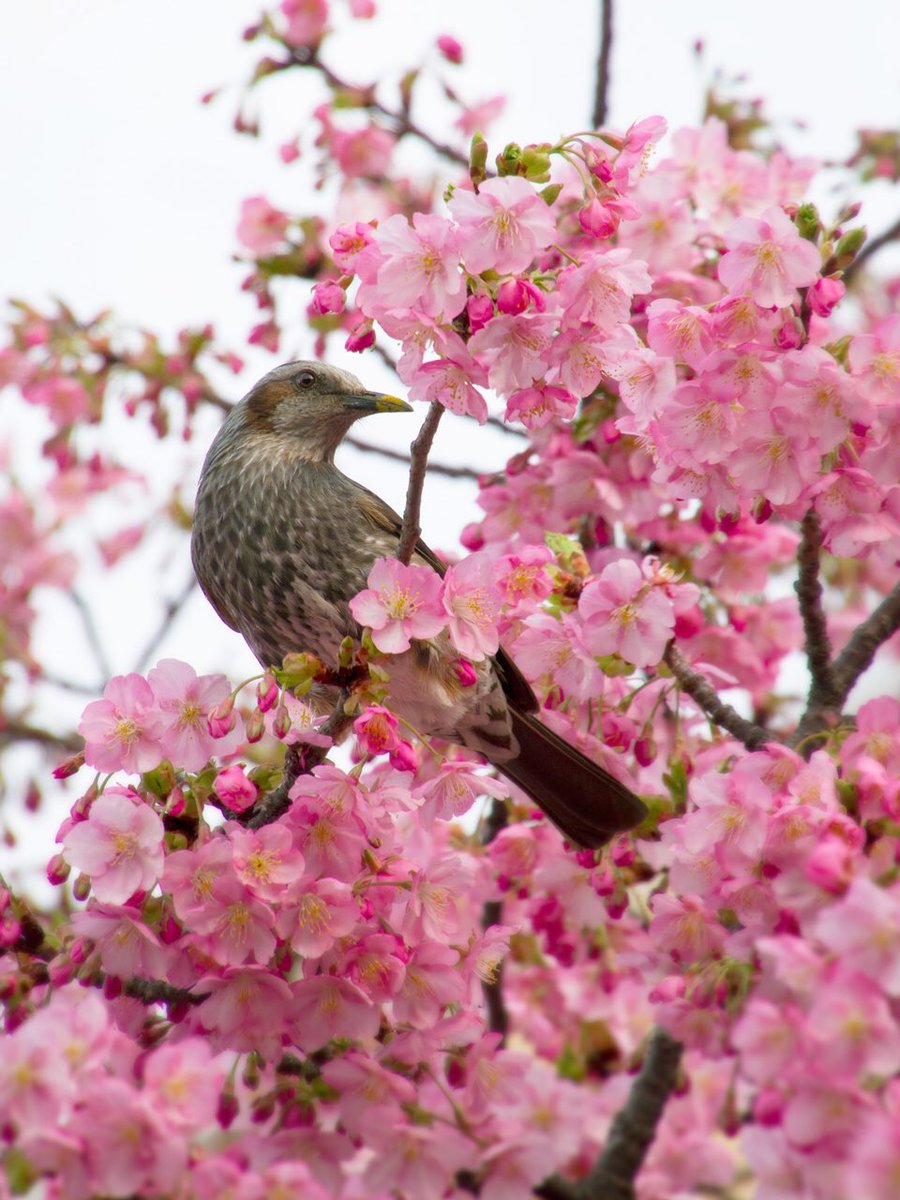 bpd_official's tweet photo. 今年は写真ばかり撮っている KAAL です。お台場では早咲きの桜（河津桜）が満開で、ヒヨドリが花の蜜を嬉しそうに吸っていました。クチバシに黄色い花粉がたくさんついてるの、カワイイね。

#桜 #桜2024 #お台場 #フジテレビ #お花写真 #ヒヨドリ #鳥写真 #河津桜 #桜開花 #東京 https://t.co/Ckue753iAH