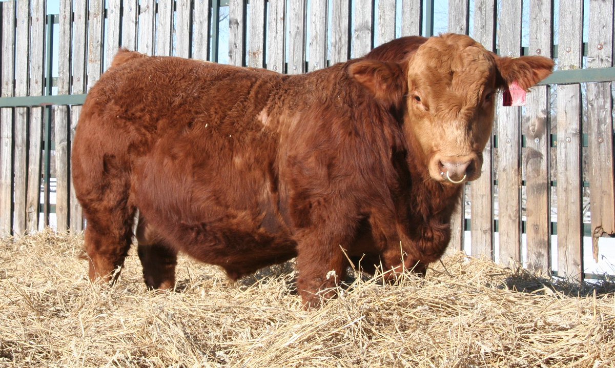 outsetcattleco's tweet photo. PB Simmental Bulls on Offer #simmental https://t.co/z0B0MUlnwQ