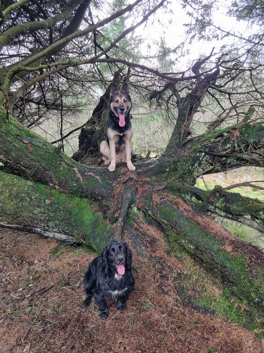 K9Scottish's tweet photo. #TongueOutTuesday and #TreeClub all rolled into one photo. Have a great week everyone 😀 
#PDBo #PDBilly https://t.co/3LTVA4JuY8