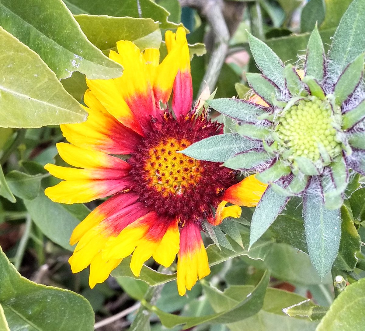ayamiko91's tweet photo. #テンニンギク #Firewheel!
花びらのない部分があります
これから咲き誇る花の影に隠れています
私の外見は不完全ですが あなたは私を美しいと言います
あなたは私のどこを見ていますか?
それは心ですか?
感謝を忘れない心は持っています
素直になります
あなたの幸せを祈っています💖 https://t.co/FzzYvER4vy