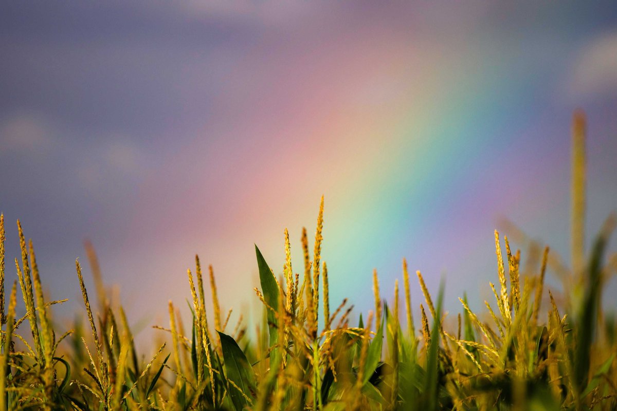 PTLInsurance's tweet image. 🌈 Embrace the colors of insurance! 🎨 Our policies are as diverse as the California landscape. Whether you're a city dweller or enjoy the rural scenes, we've got coverage that suits your environment. 🌆🏞️ #InsuranceDiversity #CaliforniaCoverage #ColorfulProtection