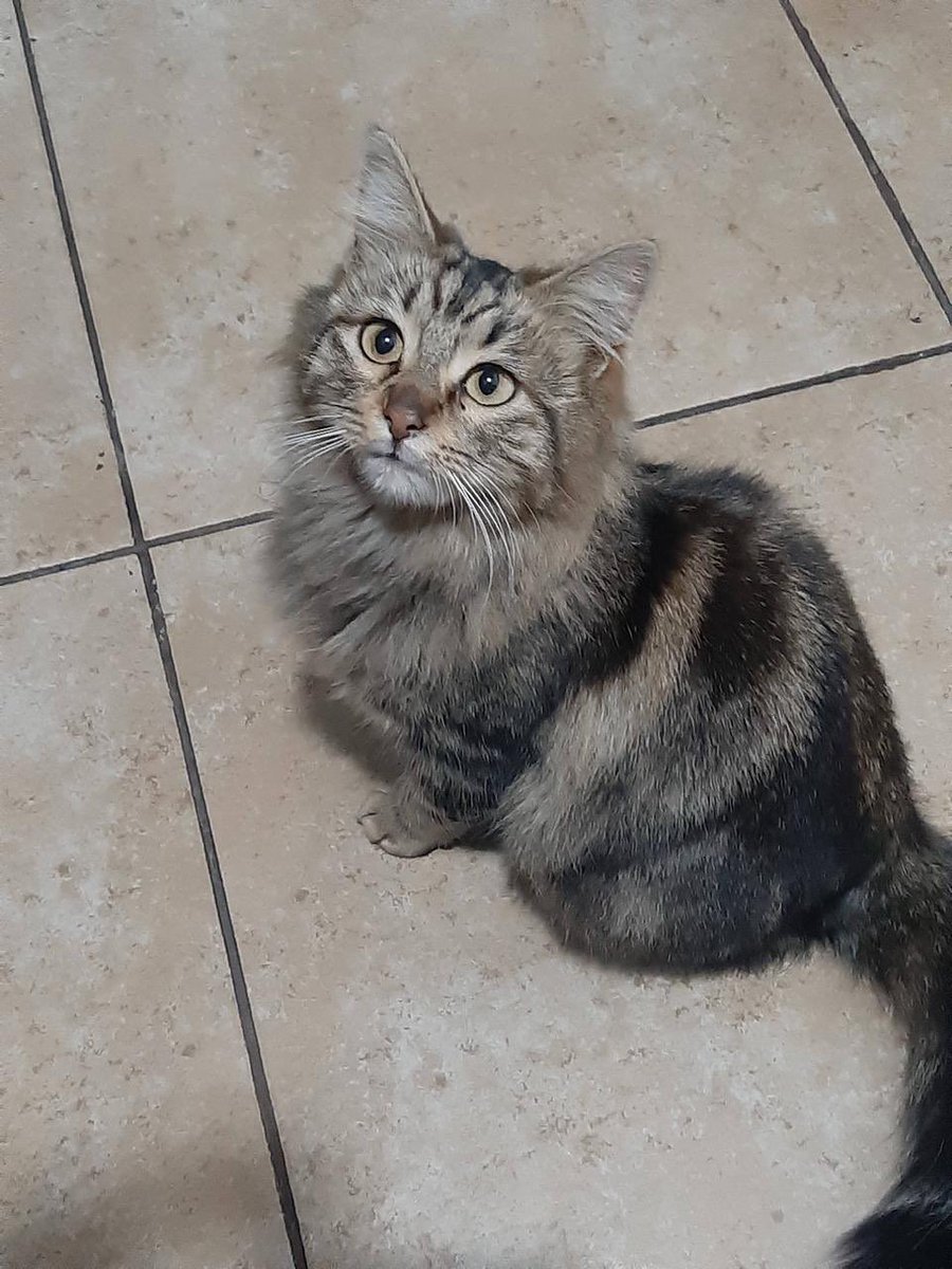 carolas20's tweet photo. @marthadebayle @Rebmangas #AmoAMiGato Ellos son Hades , Megara y Tigresa 🐈‍⬛🐈🐈🤩 . Id 9422849 https://t.co/exzhJ971hp