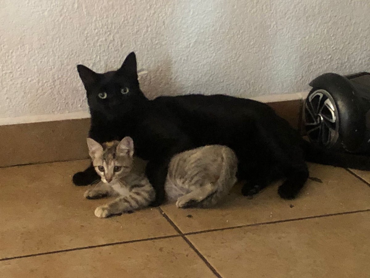 carolas20's tweet photo. @marthadebayle @Rebmangas #AmoAMiGato Ellos son Hades , Megara y Tigresa 🐈‍⬛🐈🐈🤩 . Id 9422849 https://t.co/exzhJ971hp