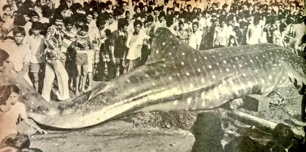 1980 :: Crowd In Bombay to Watch Dead Whale