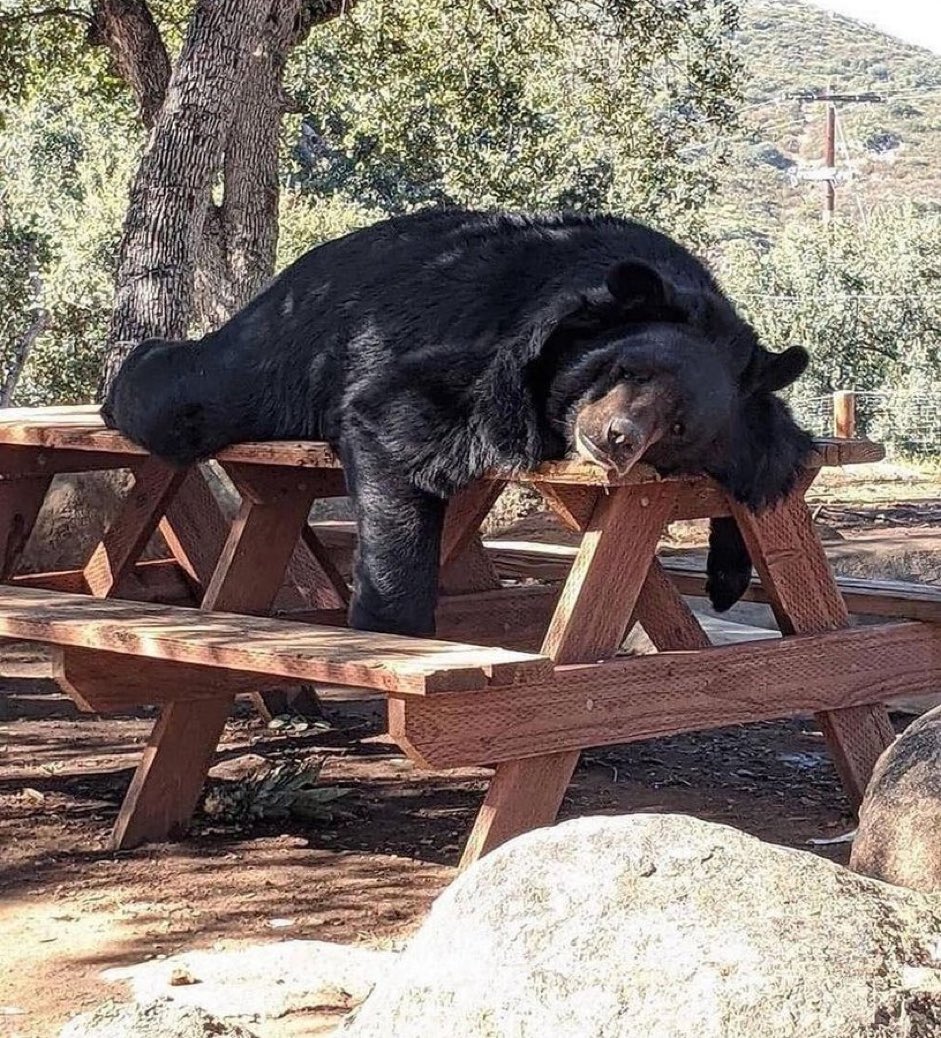 JJJBlockParty's tweet image. No Grizzlies basketball till Friday…