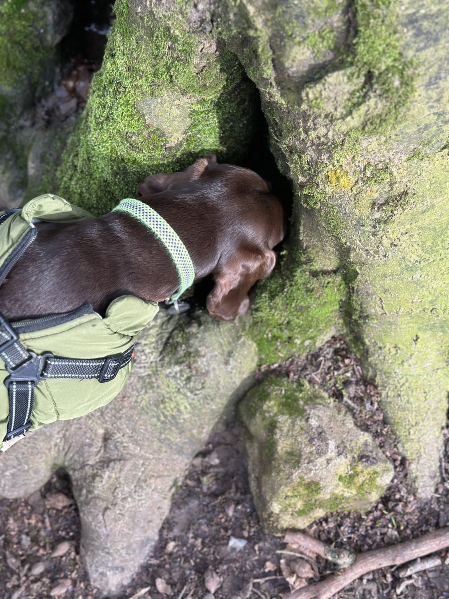 Tofrek's tweet photo. Is this good Dachshund drinking water hooman?
Of course it is, go for it.
Milo shows off his survival skills on a Bath skyline a walk.
#DogsOfTwitter
#DachshundsOfTwitter
#Dachshund https://t.co/uE2TSz143S