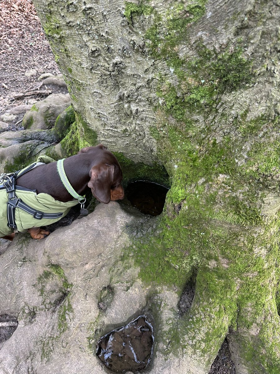 Tofrek's tweet photo. Is this good Dachshund drinking water hooman?
Of course it is, go for it.
Milo shows off his survival skills on a Bath skyline a walk.
#DogsOfTwitter
#DachshundsOfTwitter
#Dachshund https://t.co/uE2TSz143S