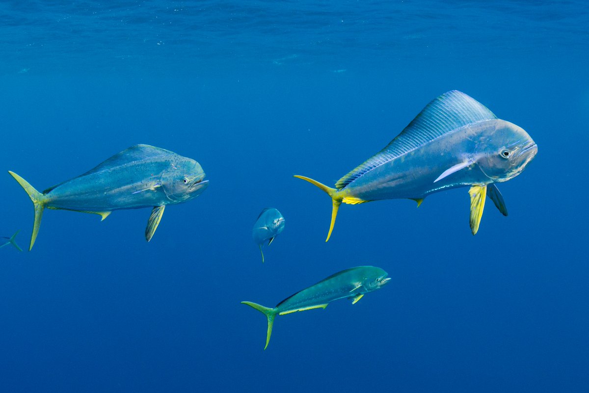 Artisanal fishers and fish workers, women and men, join forces with #CFIgef to implement traceability for a sustainable mahi-mahi fishery. Check out this inspiring story from the San Mateo fishing community in Ecuador 

👉iwlearn.exposure.co/fish-traceabil…