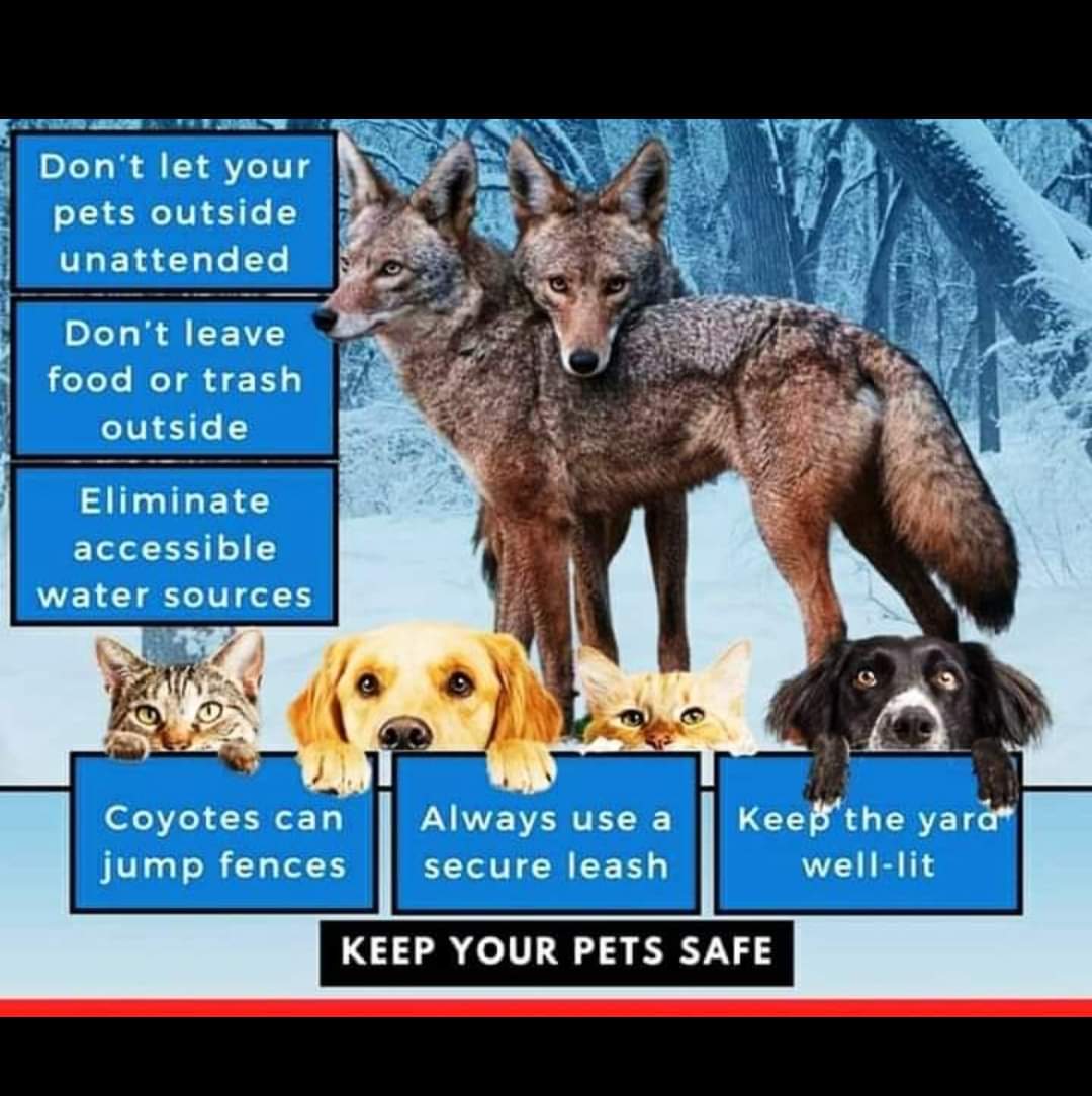 Blue Crab Cottage is dog friendly but be careful as we have lots of wildlife, including coyotes and other predators in OBX. Always keep pets secure and safely by your side! #protip #petsafety #besafe #coyote #predator #petfriendly #bringfido #thecurrituckclub #obx #obxnc #ncobx