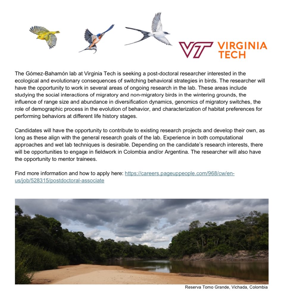 Check out this postdoctoral opportunity at Virginia Tech in Neotropical Ornithology with potential to collaborate with SELVA! ¡Miren esta oportunidad postdoctoral en Virginia Tech con potencial de colaborar con SELVA en Ornitología Neotropical! careers.pageuppeople.com/968/cw/en-us/j…